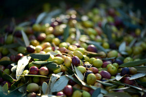 Olivenernte